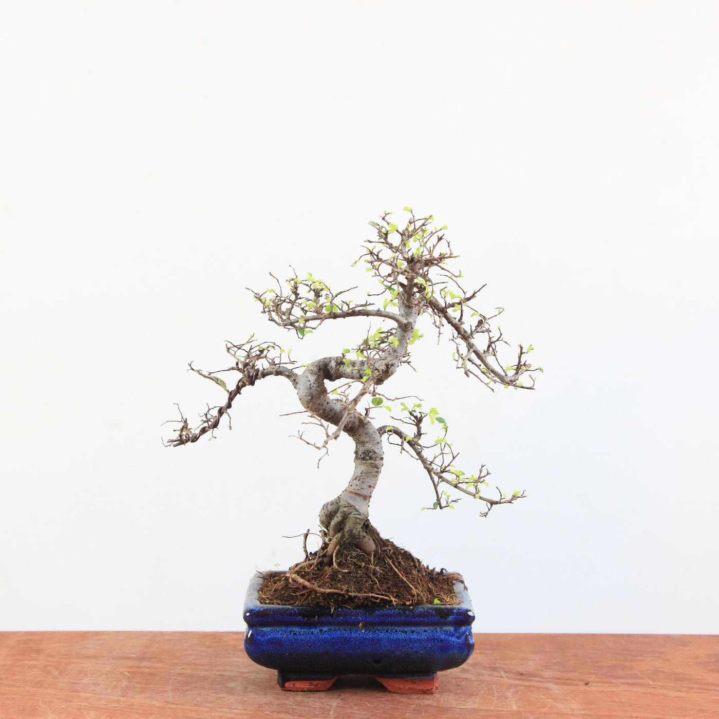 Bonsai Ulmus Parvifolia 'Chinese iep'