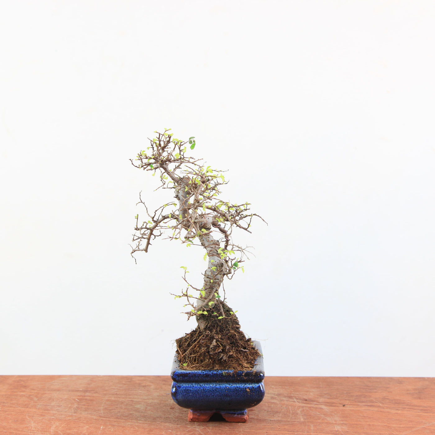 Bonsai Ulmus Parvifolia 'Chinese iep'