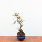 Bonsai Ulmus Parvifolia 'Chinese iep'