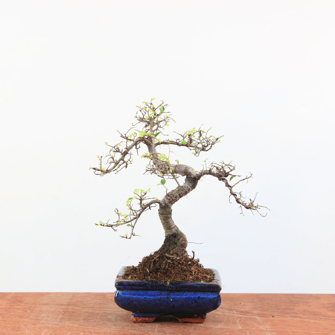 Bonsai Ulmus Parvifolia 'Chinese iep'