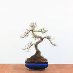 Bonsai Ulmus Parvifolia 'Chinese iep'