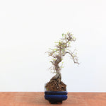 Bonsai Ulmus Parvifolia 'Chinese iep'