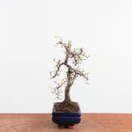 Bonsai Ulmus Parvifolia 'Chinese iep'