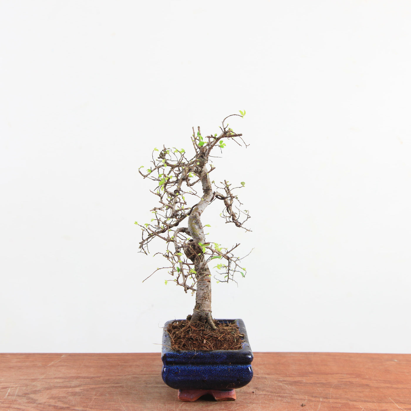 Bonsai Ulmus Parvifolia 'Chinese iep'