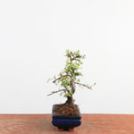 Bonsai Ulmus Parvifolia 'Chinese iep'