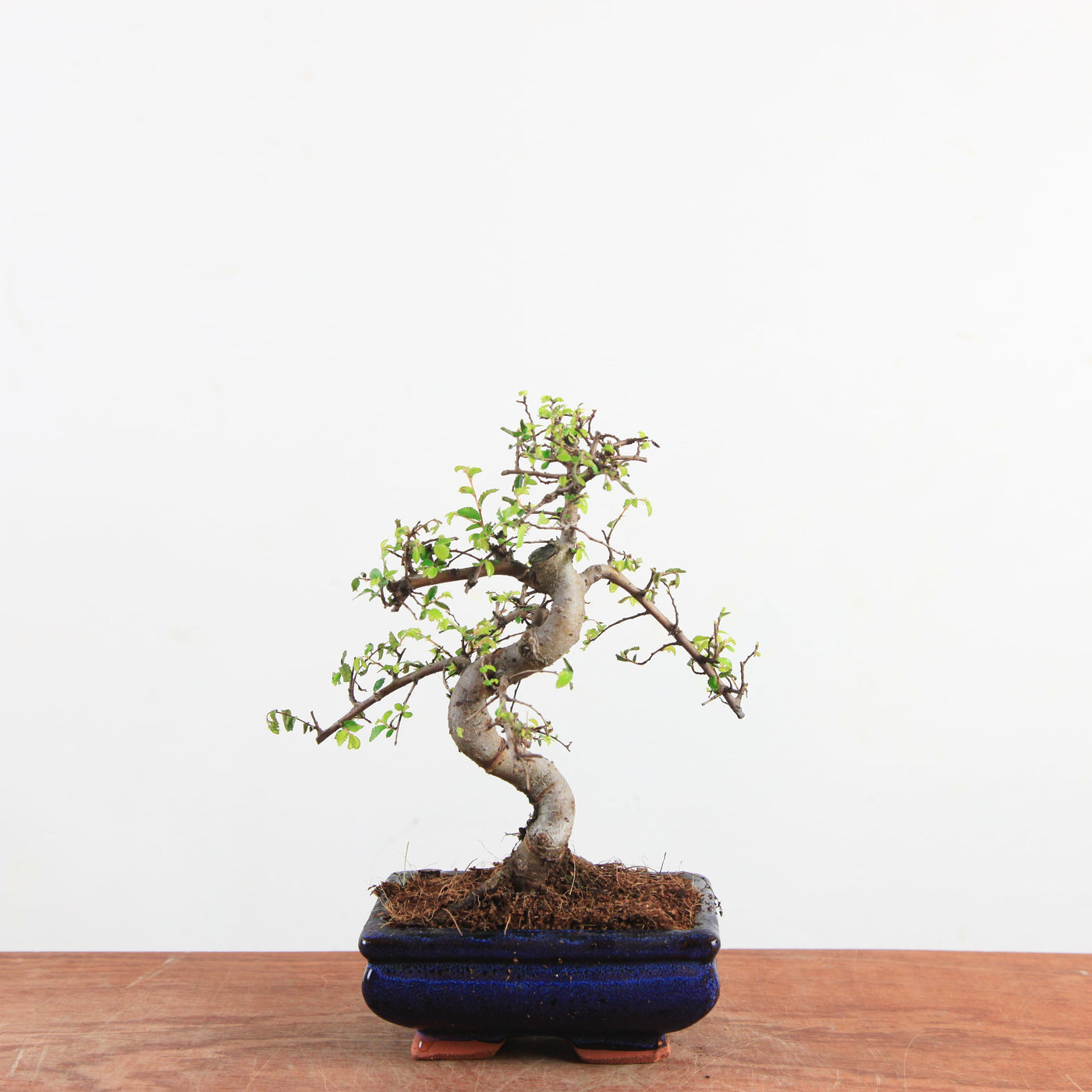 Bonsai Ulmus Parvifolia 'Chinese iep'