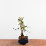 Bonsai Ulmus Parvifolia 'Chinese iep'