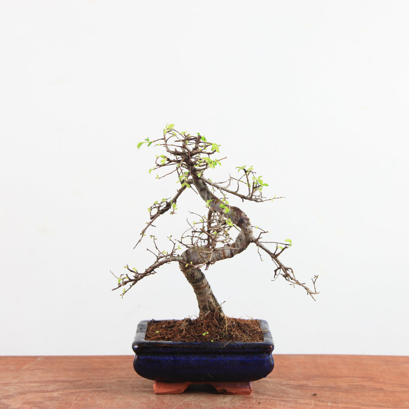 Bonsai Ulmus Parvifolia 'Chinese iep'