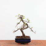 Bonsai Ulmus Parvifolia 'Chinese iep'