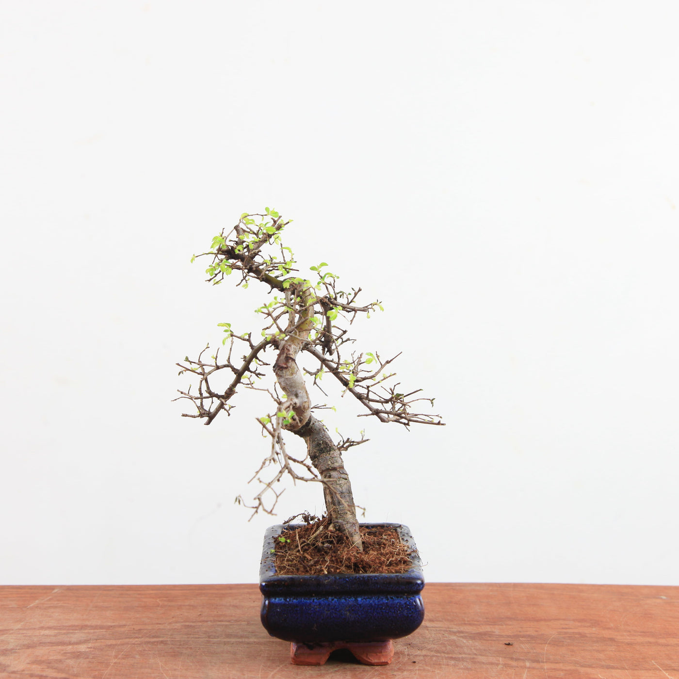 Bonsai Ulmus Parvifolia 'Chinese iep'
