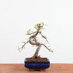 Bonsai Ulmus Parvifolia 'Chinese iep'
