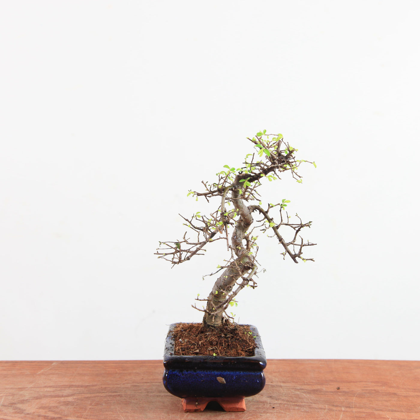 Bonsai Ulmus Parvifolia 'Chinese iep'