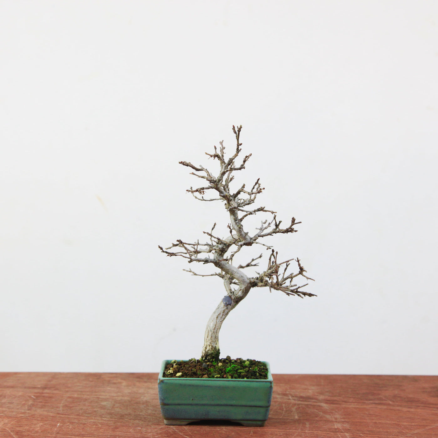 Bonsai Carpinus Turczaninowii - Koreaanse Haagbeuk