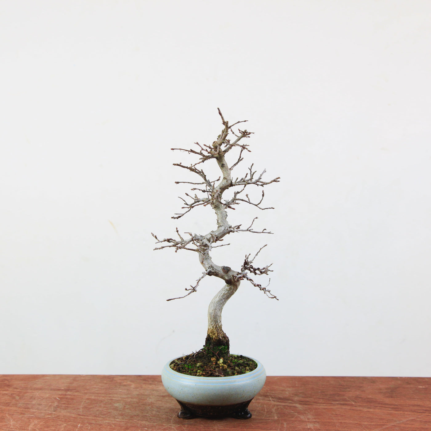Bonsai Carpinus Turczaninowii - Koreaanse Haagbeuk