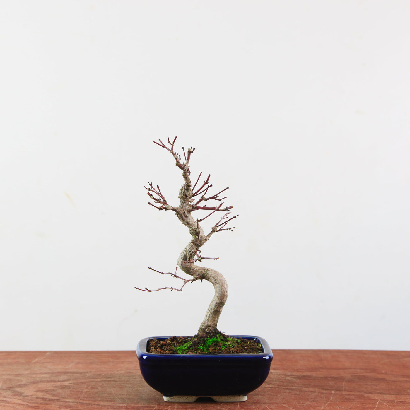 Bonsai Acer Palmatum - Japanse Esdoorn