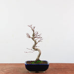 Bonsai Acer Palmatum - Japanse Esdoorn