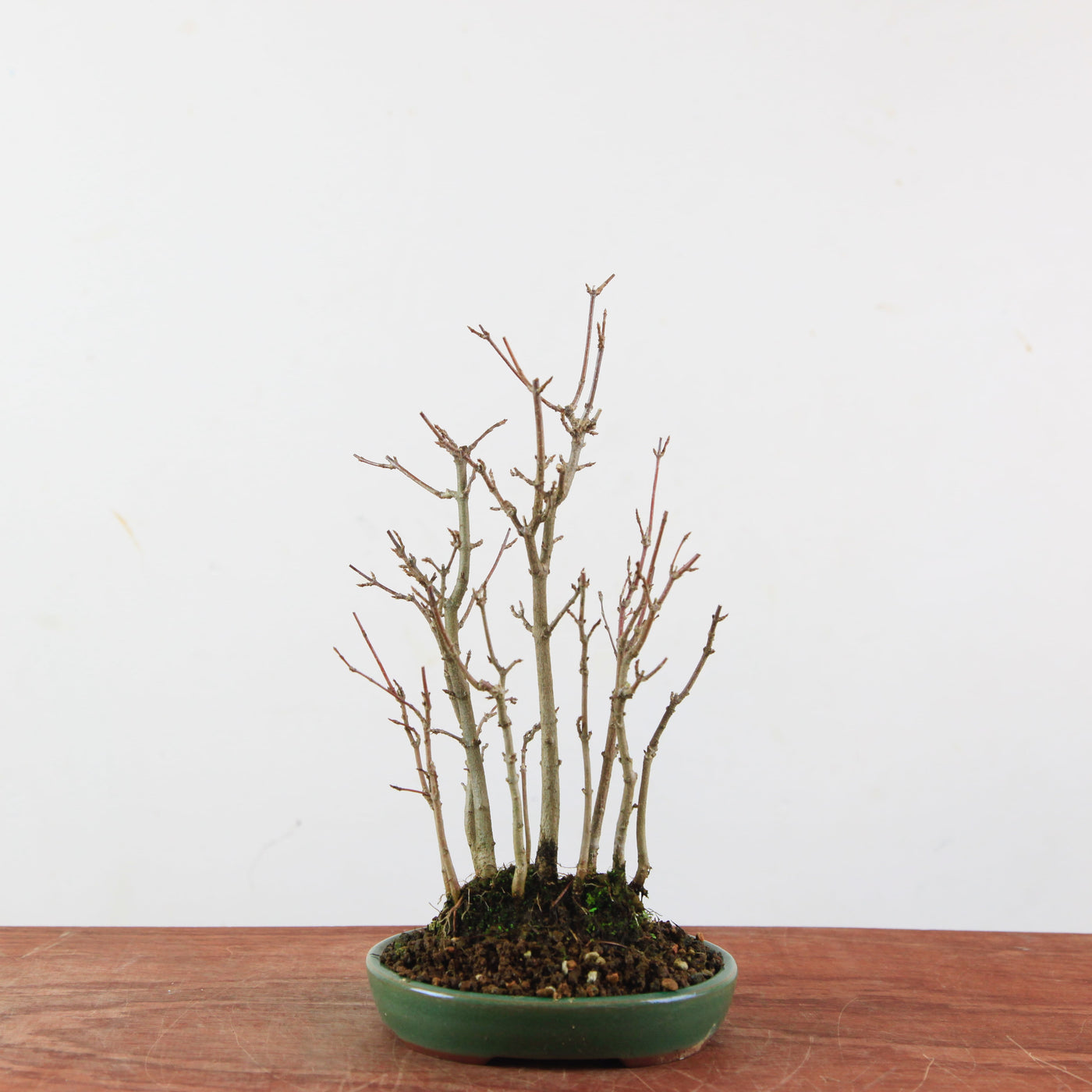 Bonsai Acer Buergerianum - Drietandesdoorn