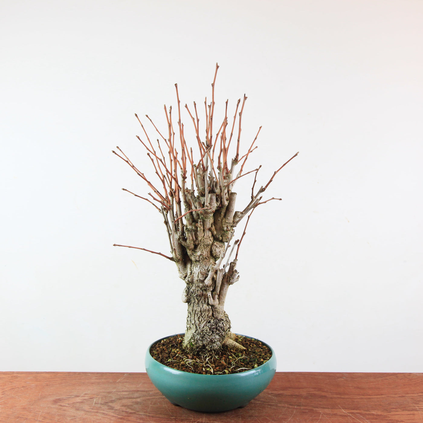 Bonsai Ginkgo Biloba - Japanse Notenboom