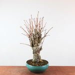 Bonsai Ginkgo Biloba - Japanse Notenboom