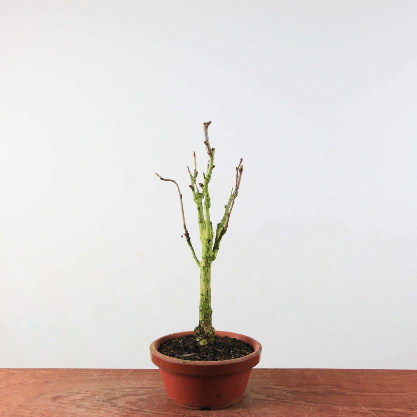 Bonsai Ginkgo Biloba - Japanse Notenboom