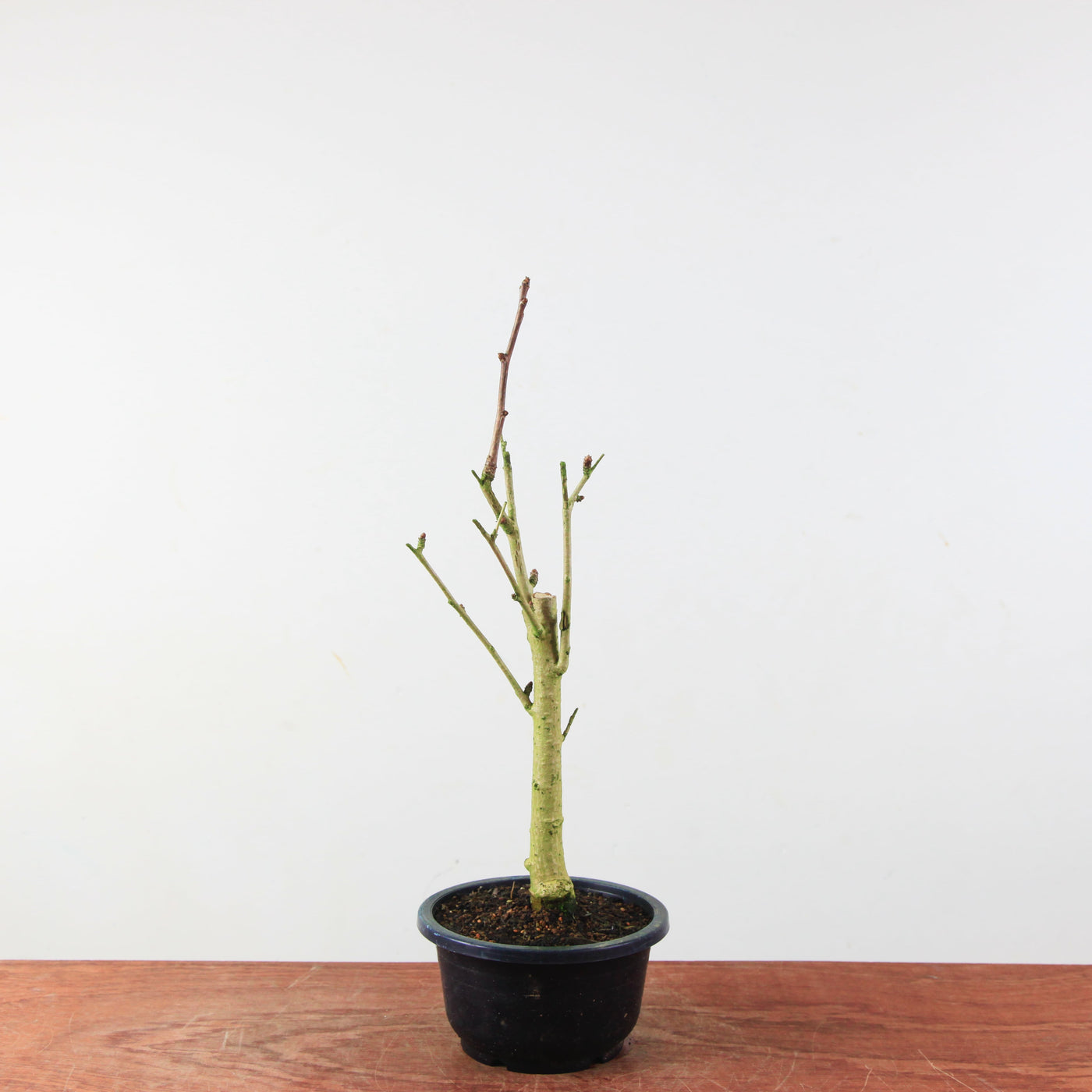 Bonsai Ginkgo Biloba - Japanse Notenboom