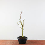 Bonsai Ginkgo Biloba - Japanse Notenboom
