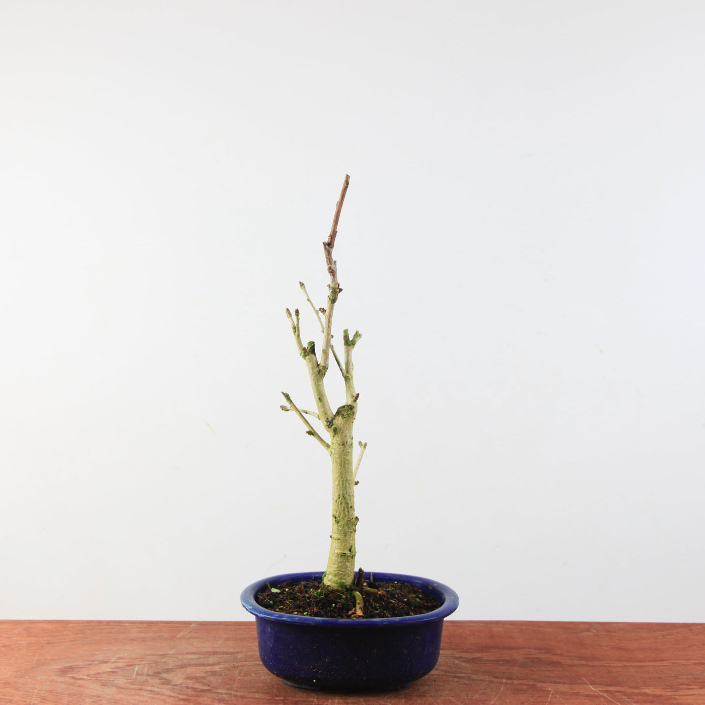 Bonsai Ginkgo Biloba - Japanse Notenboom