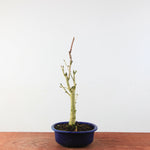 Bonsai Ginkgo Biloba - Japanse Notenboom