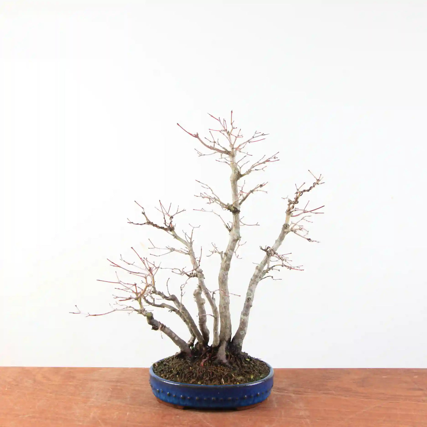 Bonsai Acer Palmatum - Japanse Esdoorn