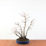 Bonsai Acer Palmatum - Japanse Esdoorn