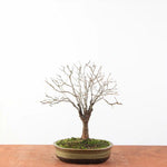 Bonsai Zelkova Serrata - Japanse Iep