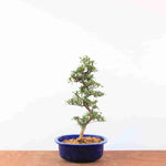 Bonsai Azalea Satsuki 'Jukokan'