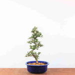 Bonsai Azalea Satsuki 'Jukokan'