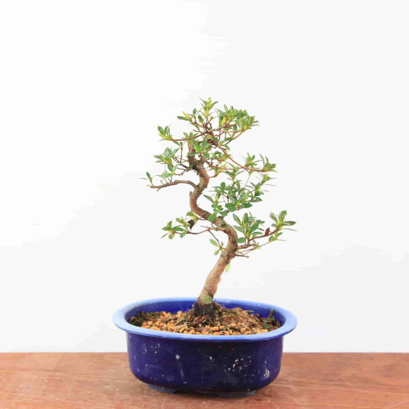Bonsai Azalea Satsuki 'Ruka'