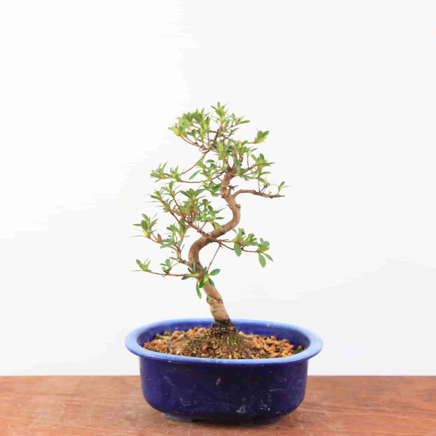 Bonsai Azalea Satsuki 'Ruka'