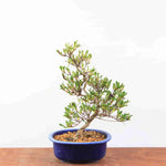 Bonsai Azalea Satsuki 'Matsunami'