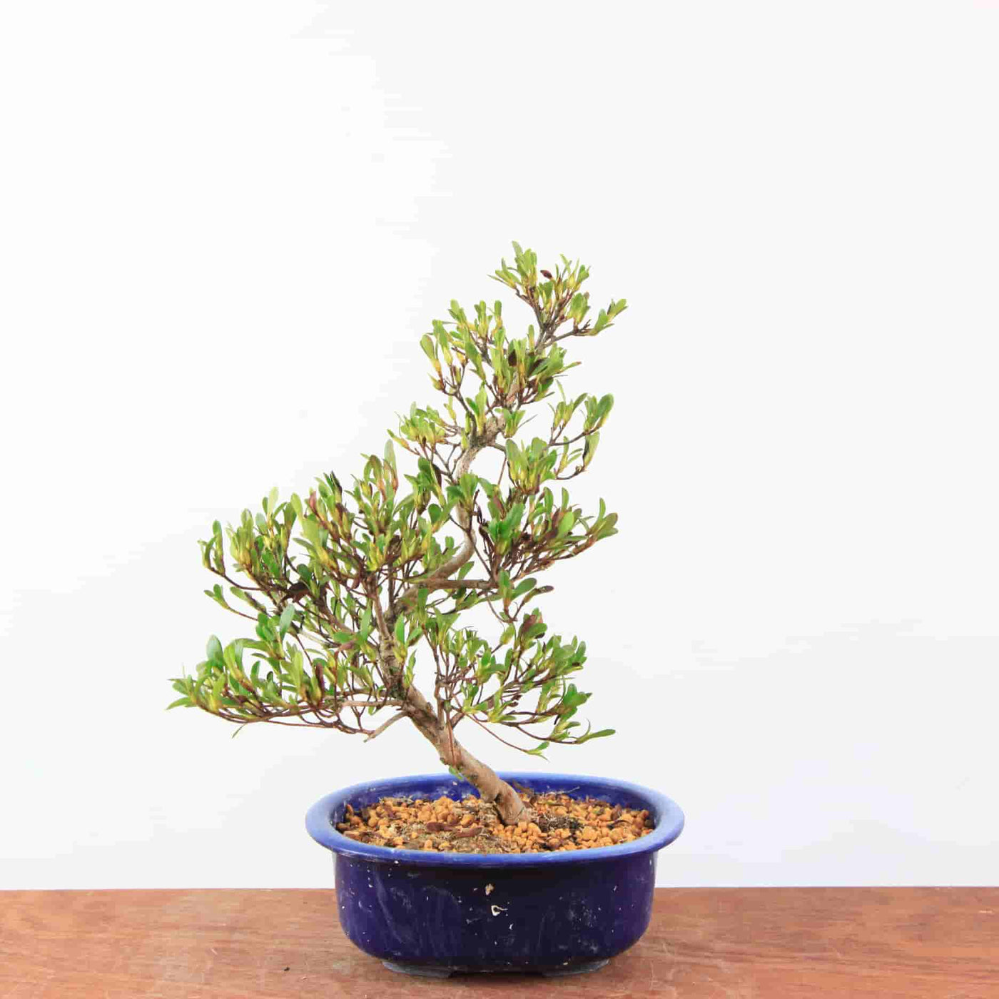 Bonsai Azalea Satsuki 'Matsunami'