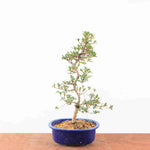 Bonsai Azalea Satsuki 'Nasuno'