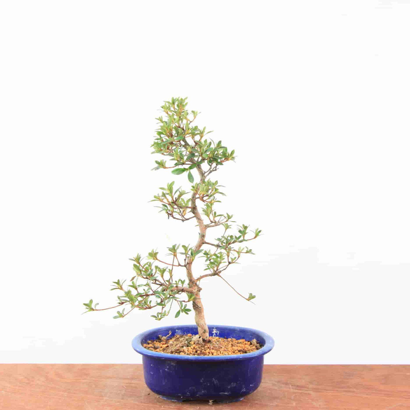 Bonsai Azalea Satsuki 'Nasuno'