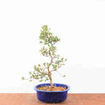 Bonsai Azalea Satsuki 'Nasuno'