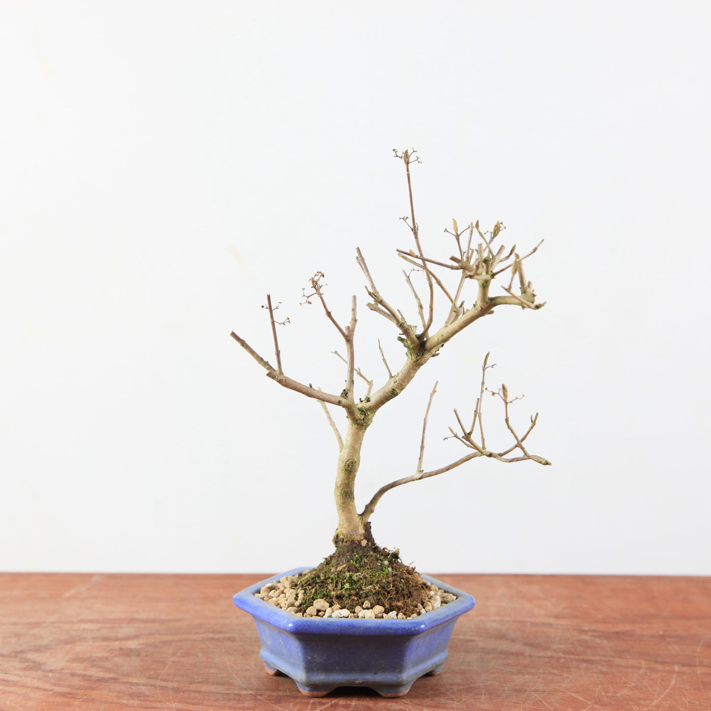 Bonsai Callicarpa Japonica