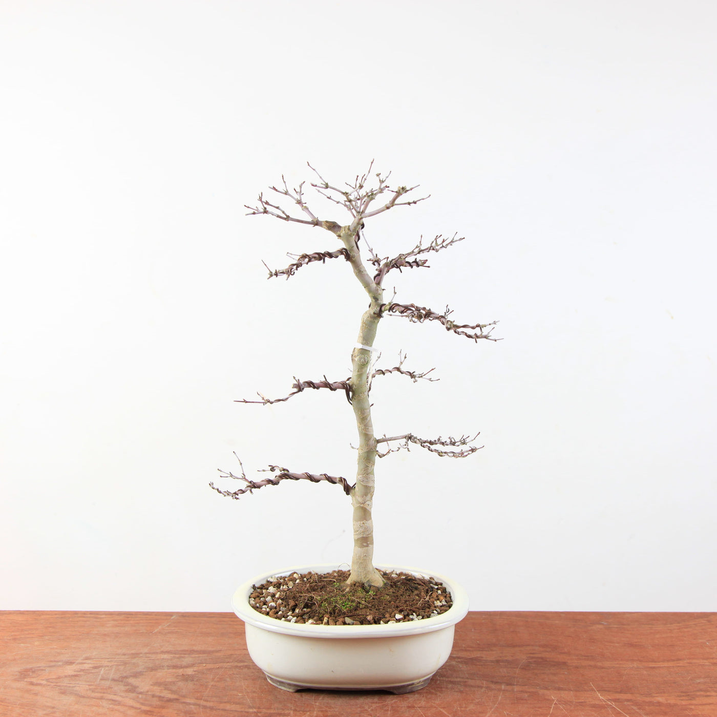 Bonsai Acer palmatum Deshojo