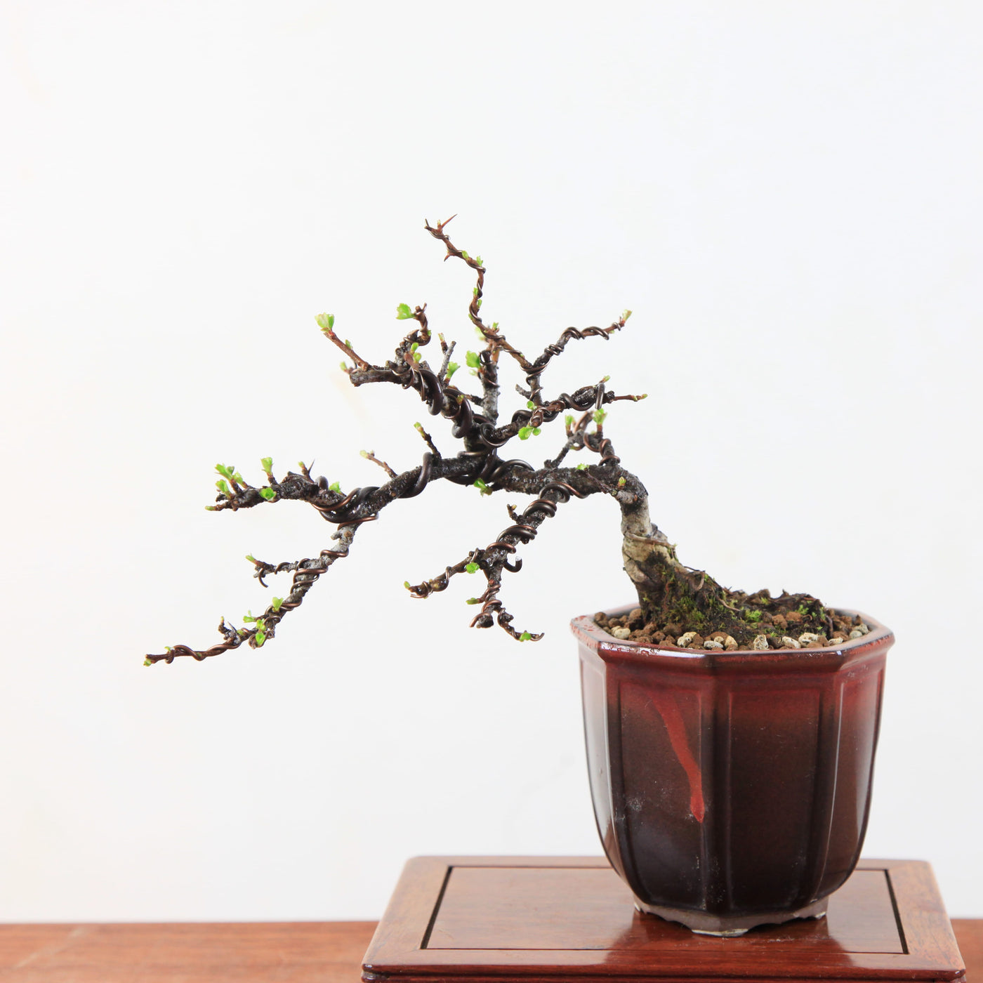 Bonsai Chaenomeles speciosa - Japanse sierkwee