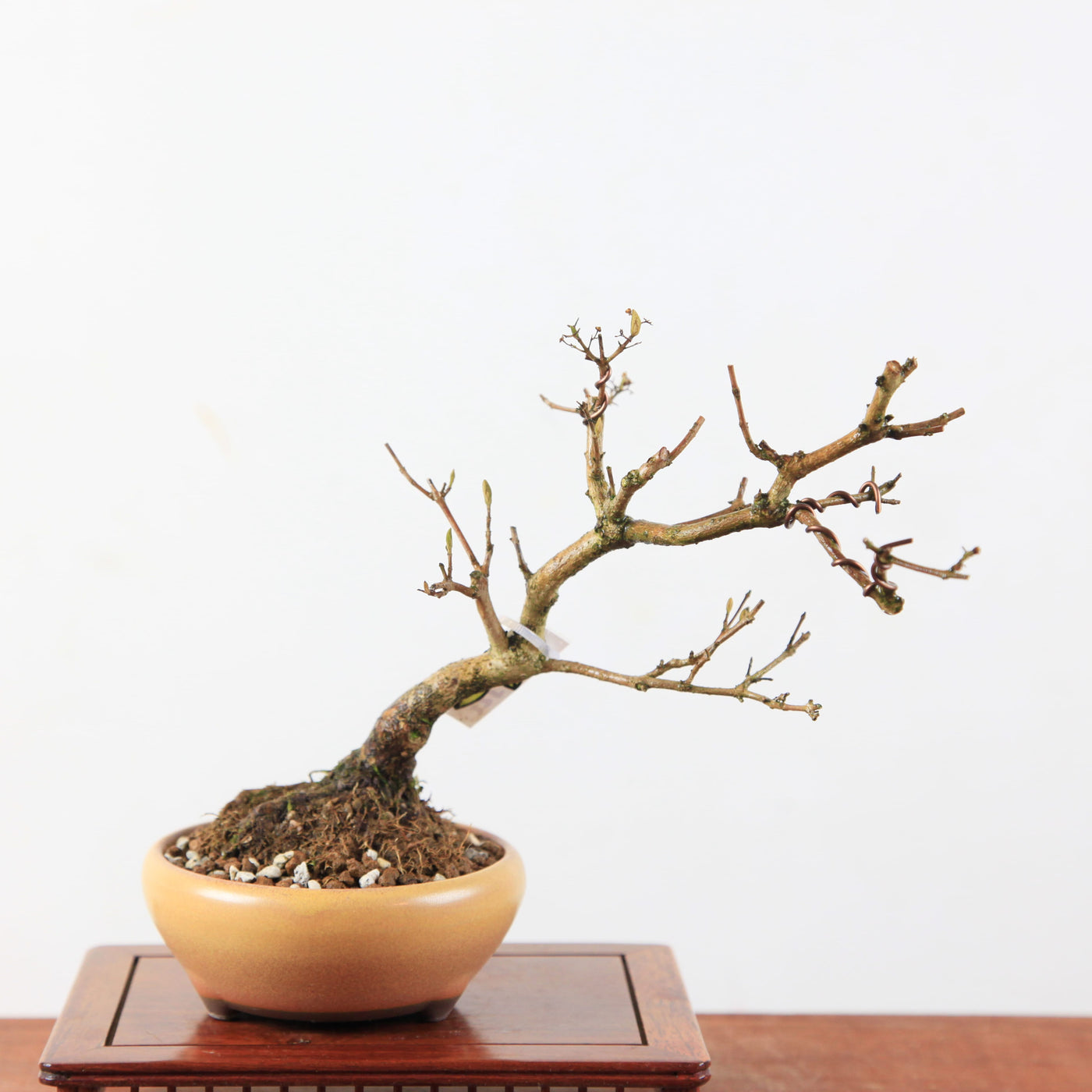 Bonsai Callicarpa Japonica