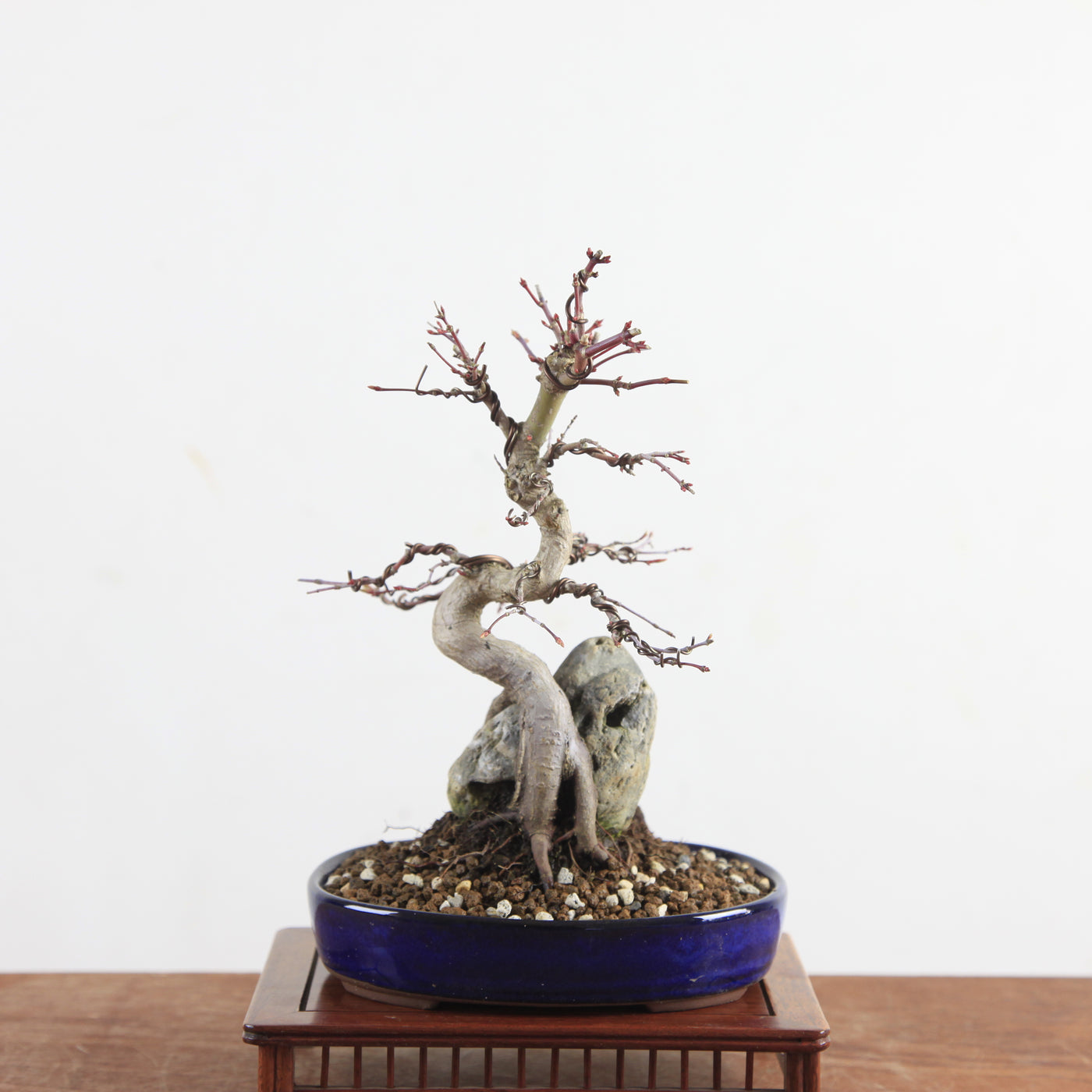 Bonsai Acer Palmatum (Japanse Esdoorn) op Steen