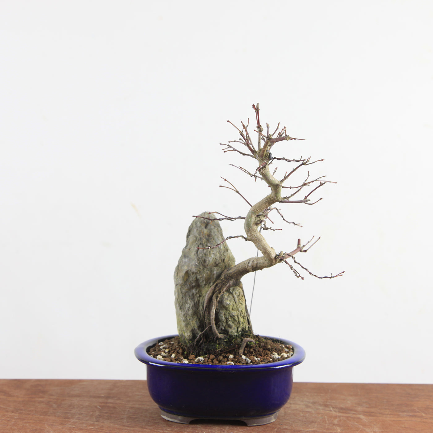 Bonsai Acer Palmatum (Japanse Esdoorn) op Steen