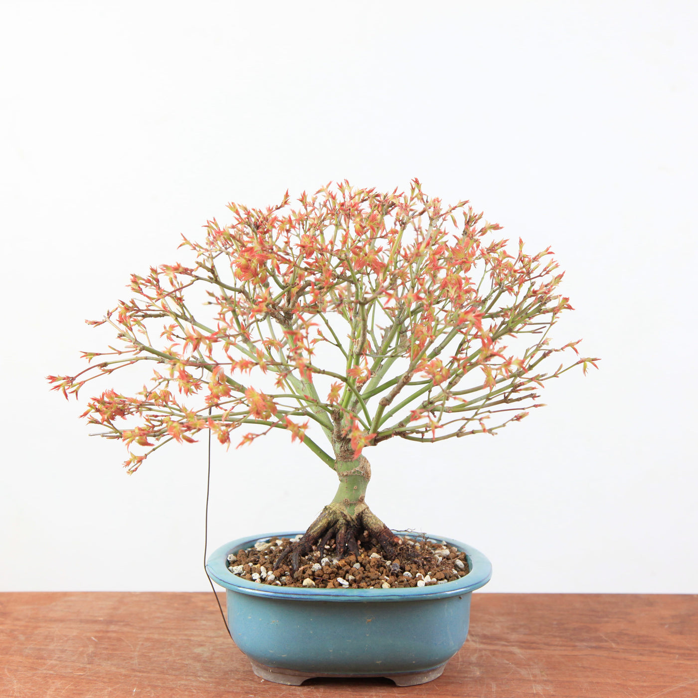 Bonsai Acer Palmatum 'Kiyohime' - Japanse Dwergesdoorn