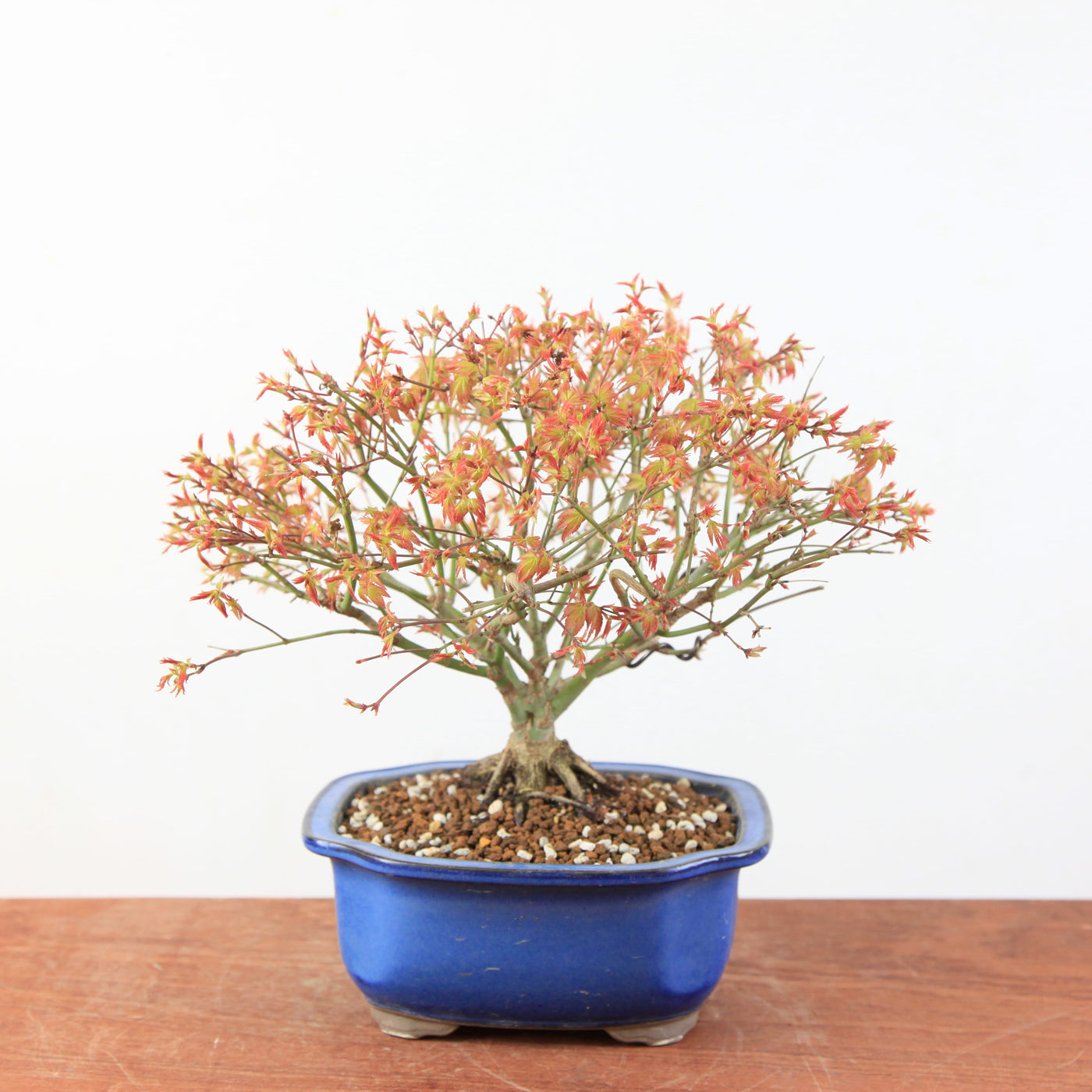 Bonsai Acer Palmatum 'Kiyohime' - Japanse Dwergesdoorn
