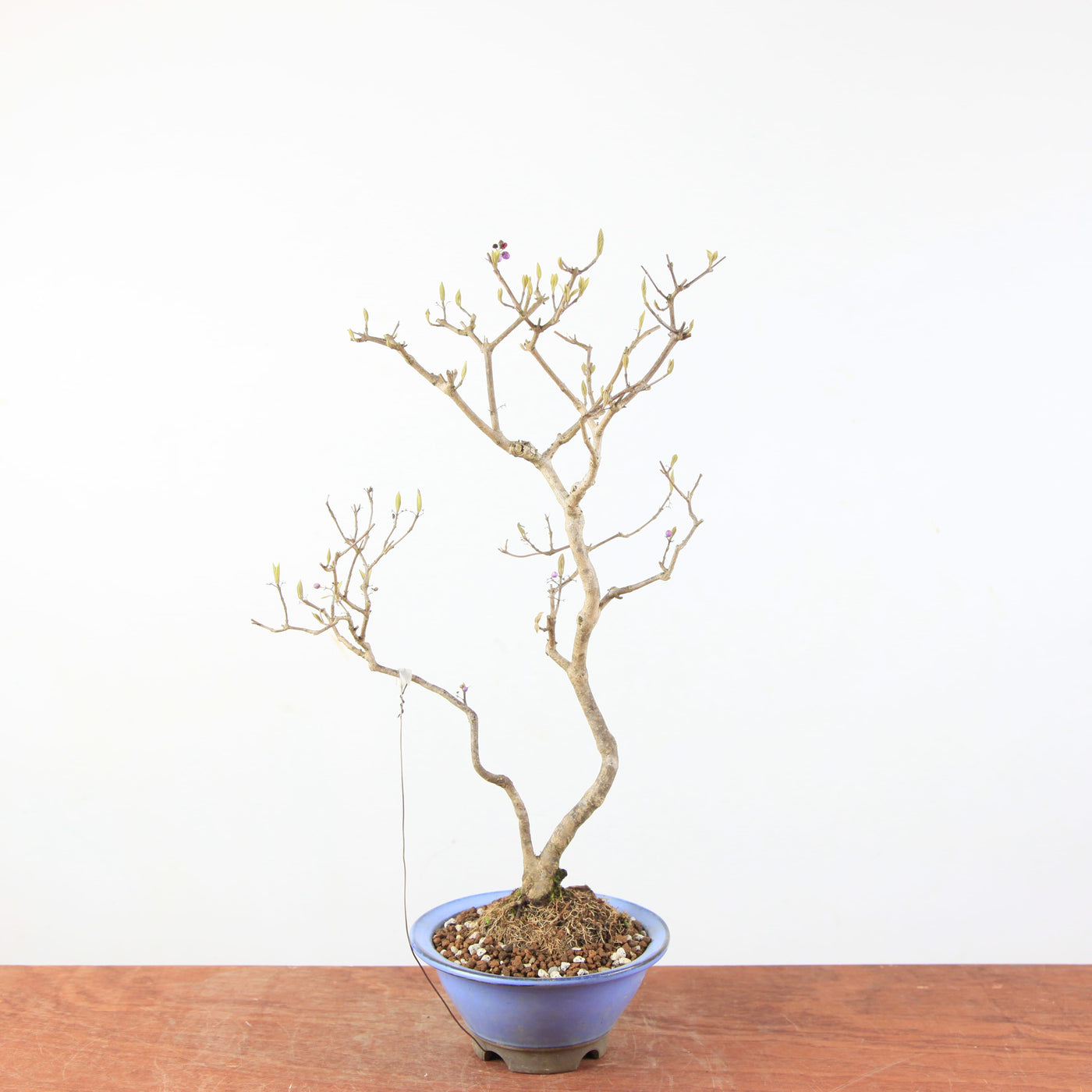Bonsai Callicarpa Japonica