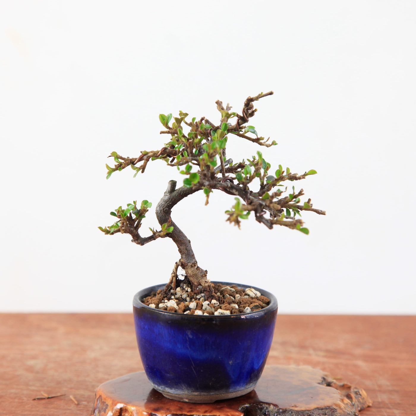 Bonsai Cotoneaster horizontalis